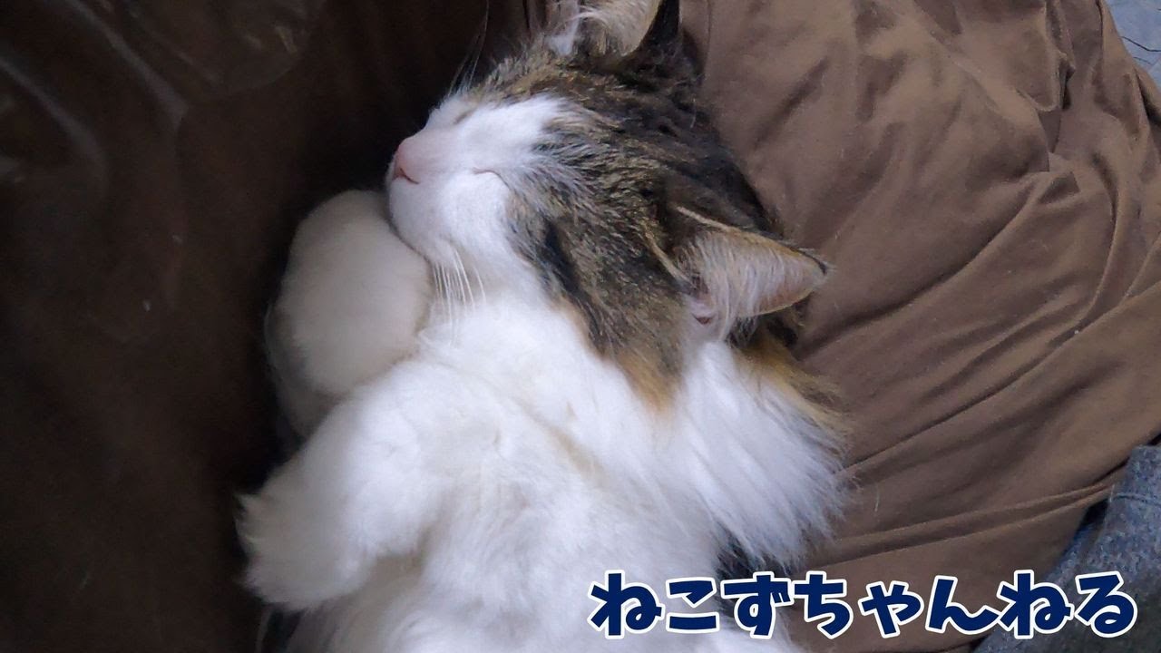 パパが仕事の時は私の膝上が寝床です♪　メインクーン「まる」　ねこずちゃんねる762 #猫 #ねこ #cat  #メインクーン  #巨猫