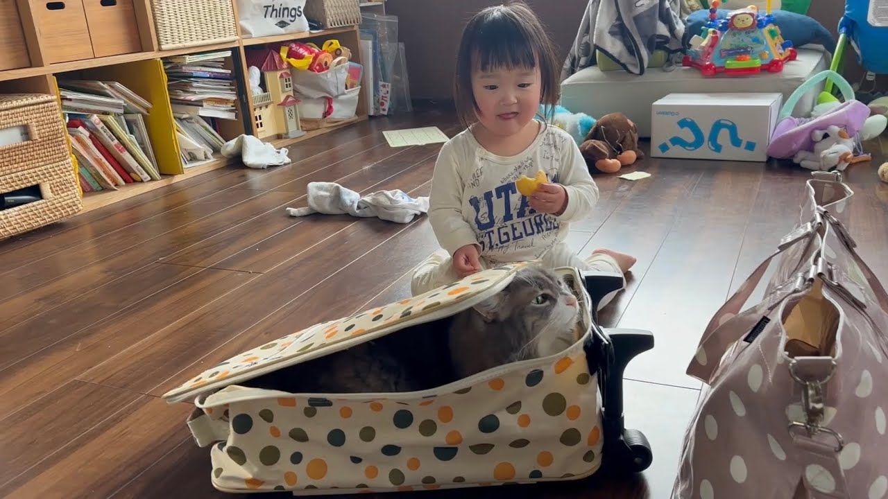 旅行カバンに潜り込む猫　ノルウェージャンフォレストキャットA cat sneaking into a travel bag. Norwegian Forest Cat.