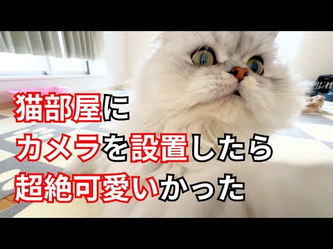 【ペルシャ猫】猫部屋にカメラを設置したら超絶可愛いシーンが撮れた