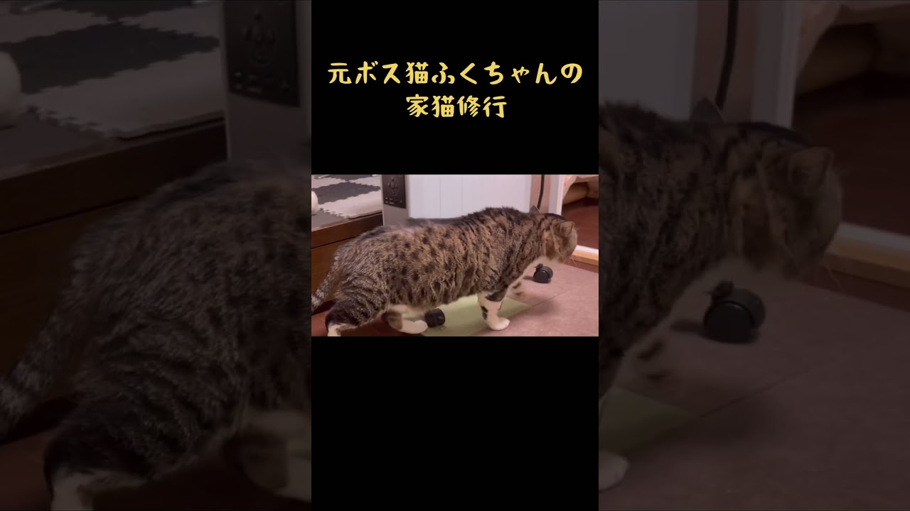 小さな段差につまずいてしまう鈍臭い元ボス猫　#shorts #保護猫  #野良猫  #野良猫から家猫