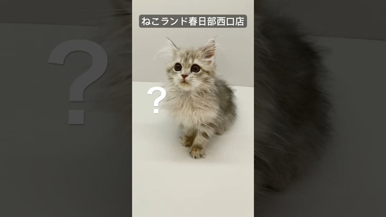 【子猫販売】#ラガマフィン #子猫 #猫動画 #shorts