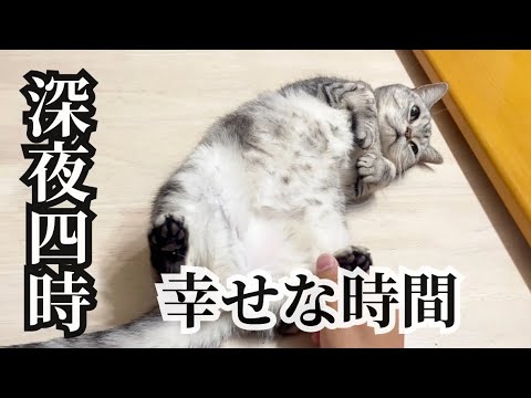 深夜四時...それは誰にも邪魔されないふたりだけの時間... #猫 #アメリカンショートヘア