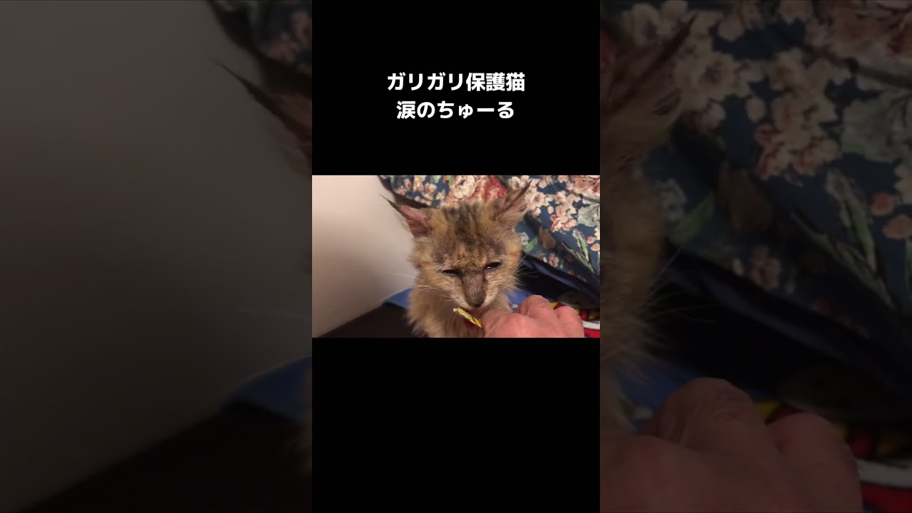 ガリガリ猫を緊急保護！涙のちゅーる　#shorts #保護猫  #野良猫  #野良猫から家猫