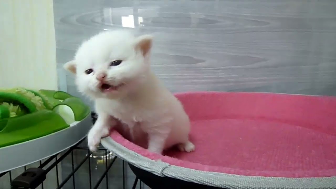 マンチカン 元気いっぱいなやんちゃ君🎵（毛色：クリームタビー&ホワイト）