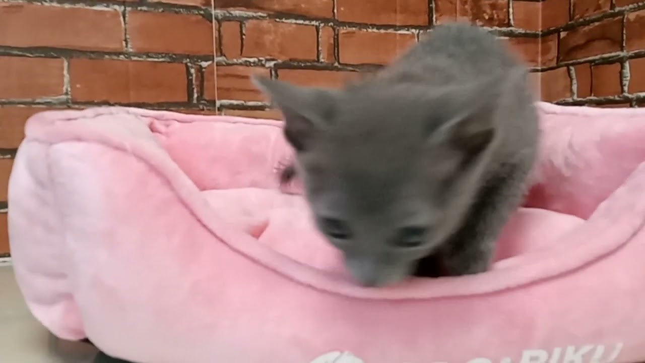 672287 ロシアンブルー