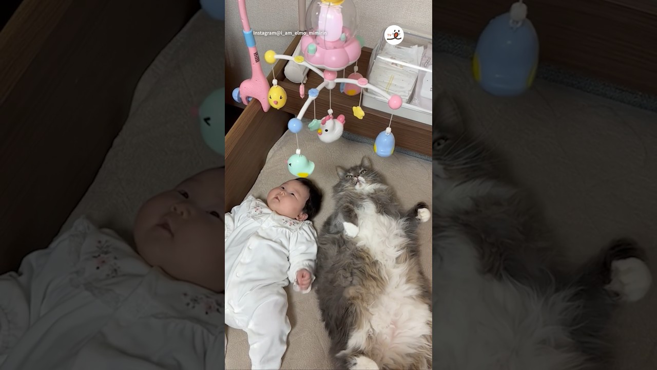 仲良くメリーを眺めるふたり😍｜PECO #猫と赤ちゃん #サイベリアン #猫 #愛猫家 #catandbaby #siberian #siberianforestcat #cat #catlover