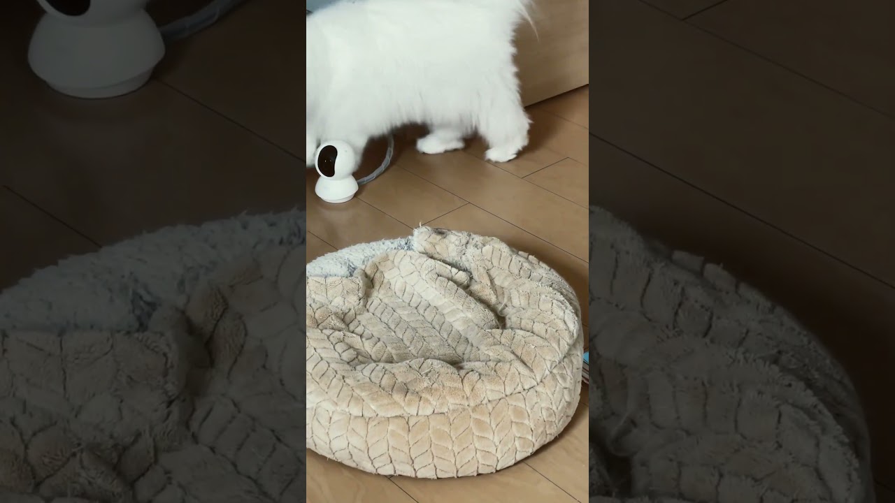 急に荒ぶるラガマフィン白猫ななちゃんᓚᘏᗢ #cat #ねこ #ねこ動画 #ラガマフィン #shorts