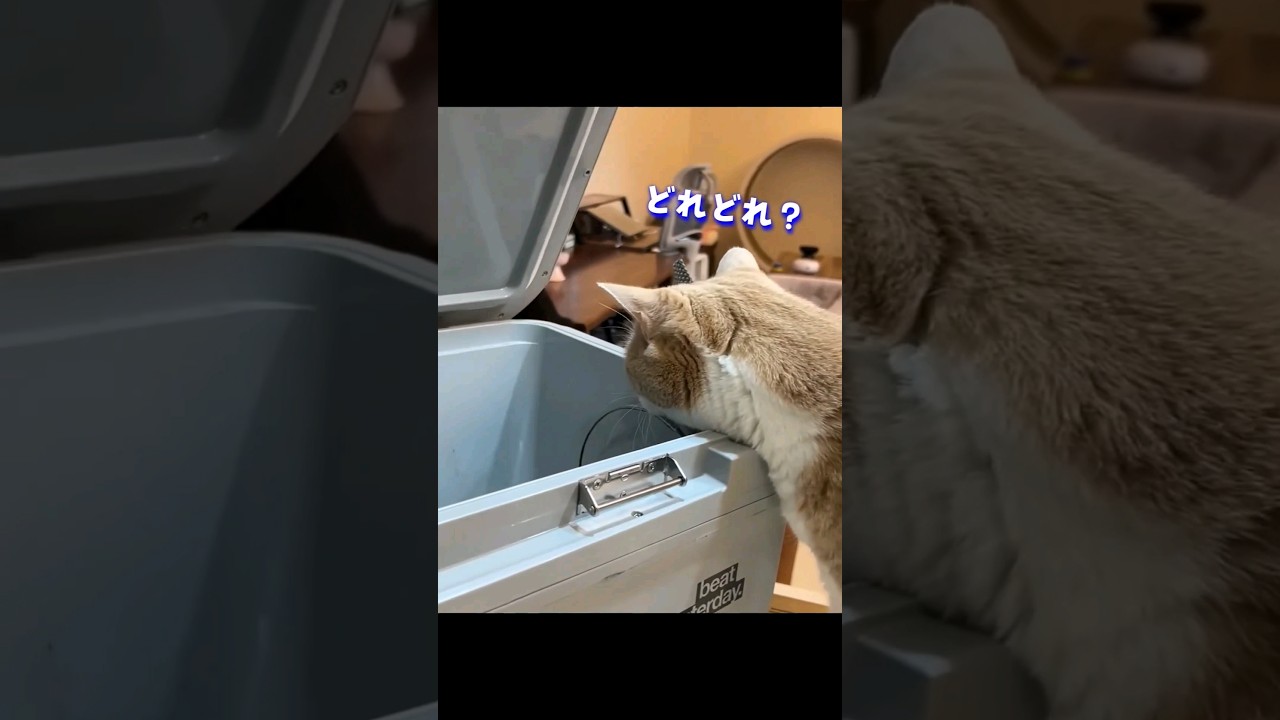 釣ってきた魚を見に来た猫の行動が可愛すぎた