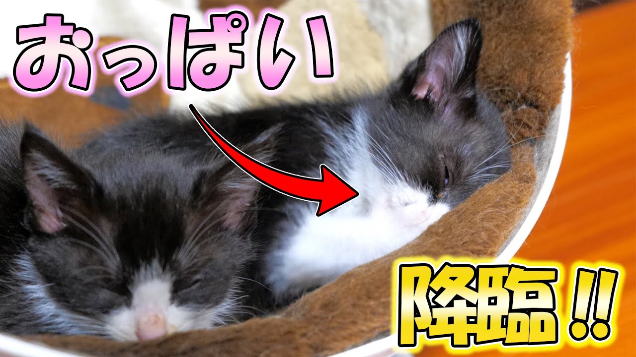 自分の手のひらにおっぱいを見出した子猫が可愛い過ぎたｗｗｗ【仲良し子猫姉妹の成長記録】