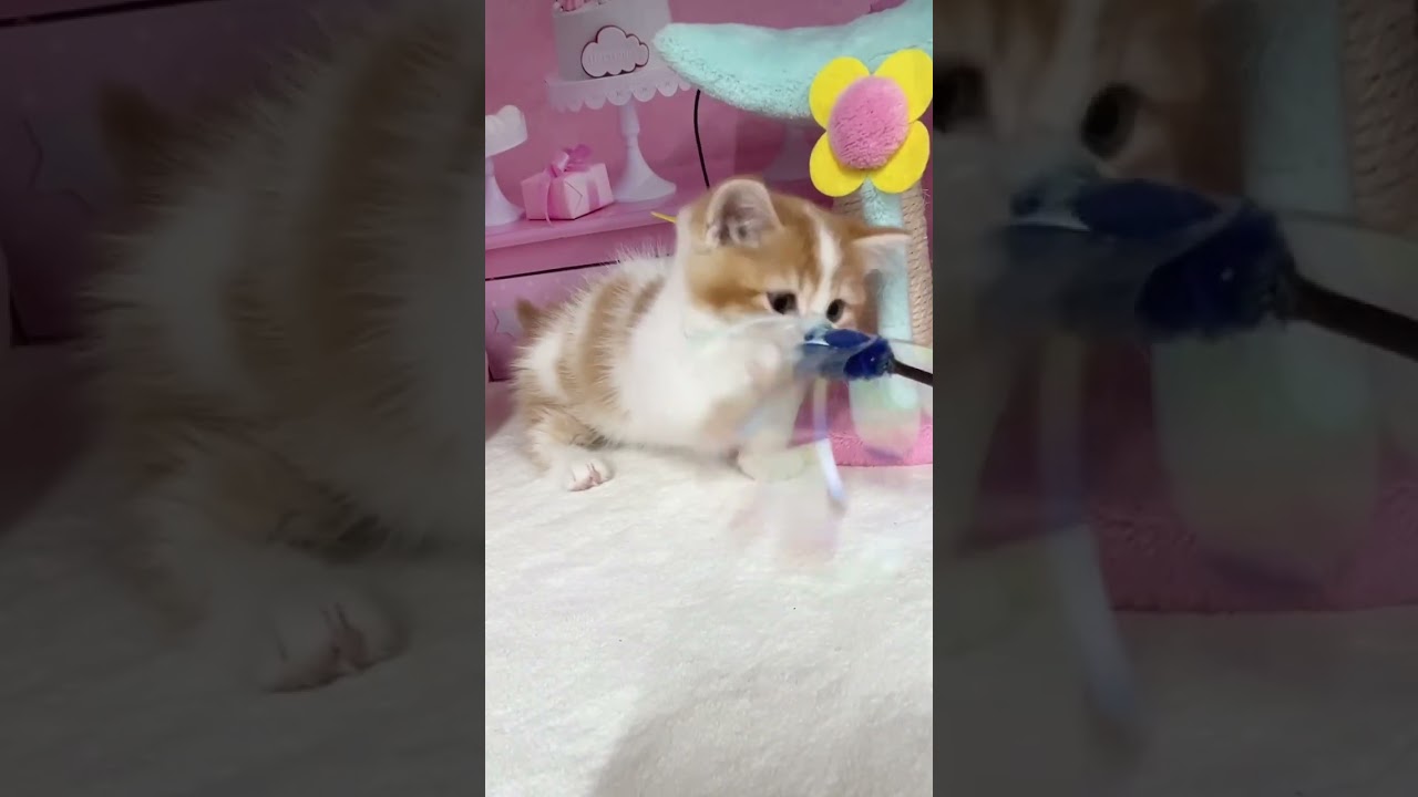 【極短足マンチカン】まんまるお顔♡男の子