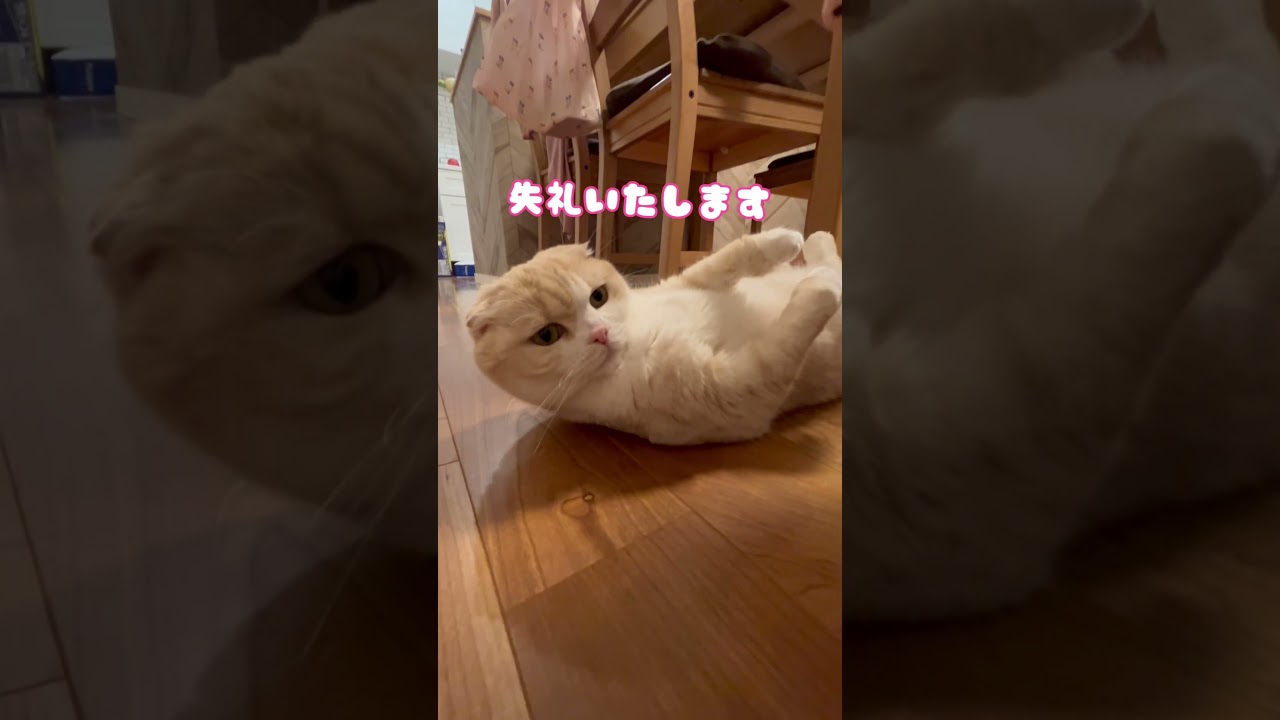 残業しない派#スコティッシュフォールド #猫 #おすすめ