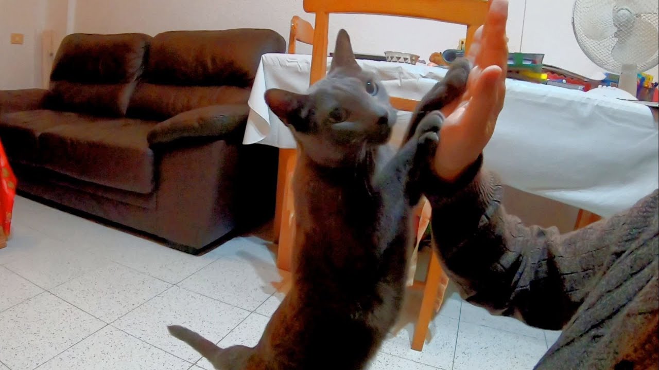 【ハイタッチができるロシアンブルー】Eiger's high five!