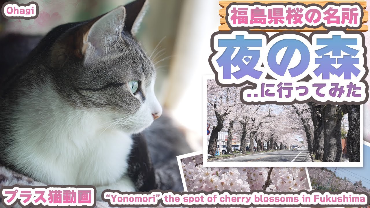 福島県桜の名所夜の森に行ってみた【プラス猫動画】
