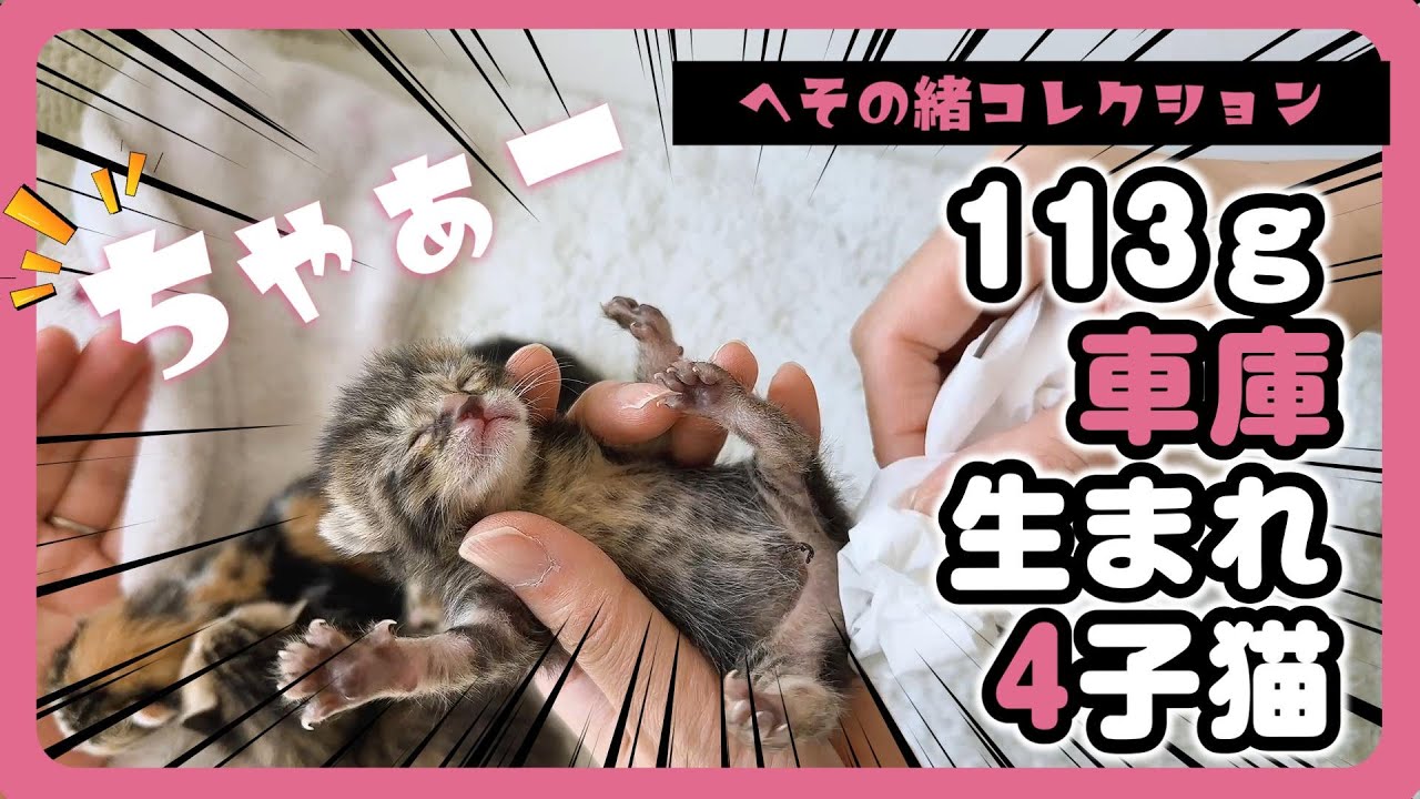 「ピャーピャー」子猫がミルクを求めて哺乳瓶に向かってくる！ へその緒を見てみよう【保護猫生活2日目】