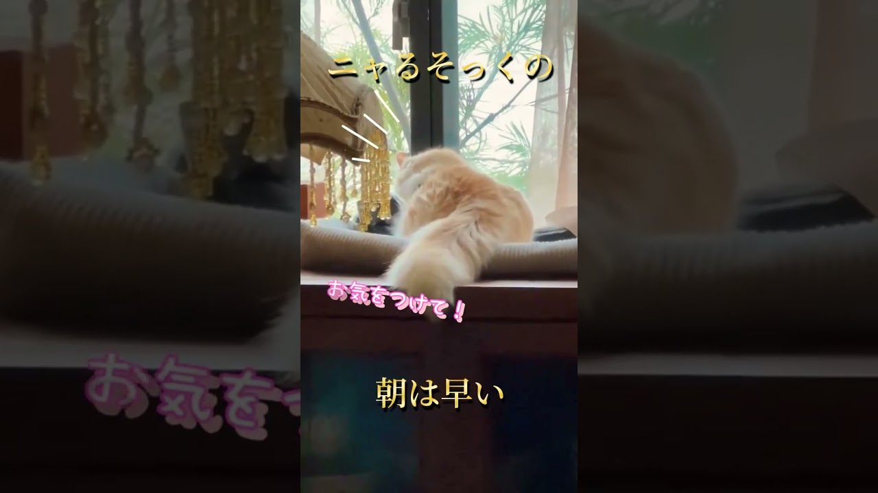 【キンカロー】ニャるそっくの朝は早い【マンチカール】