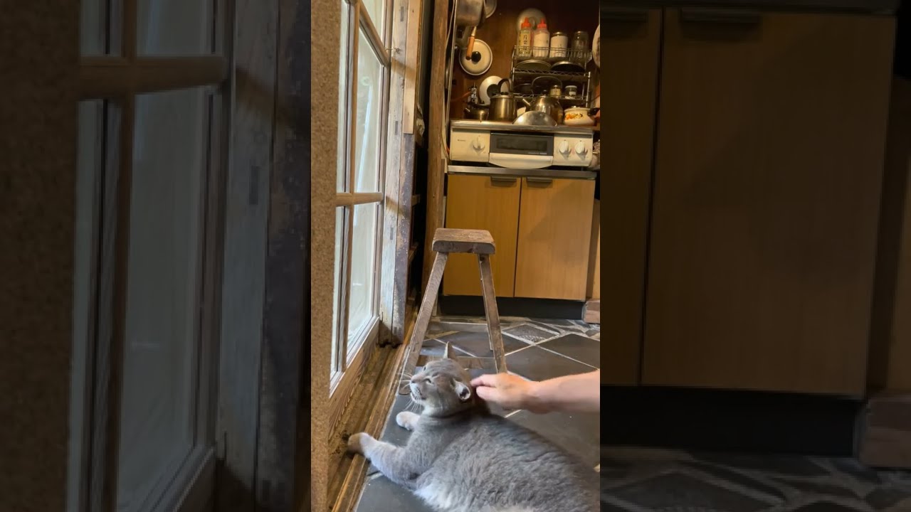 #風の猫　ずっと外を眺め..　おばあちゃんにおしりトントンしてもらい..　シッポをパタパタ..　やっぱり外に行きたそうな猫…　#shorts