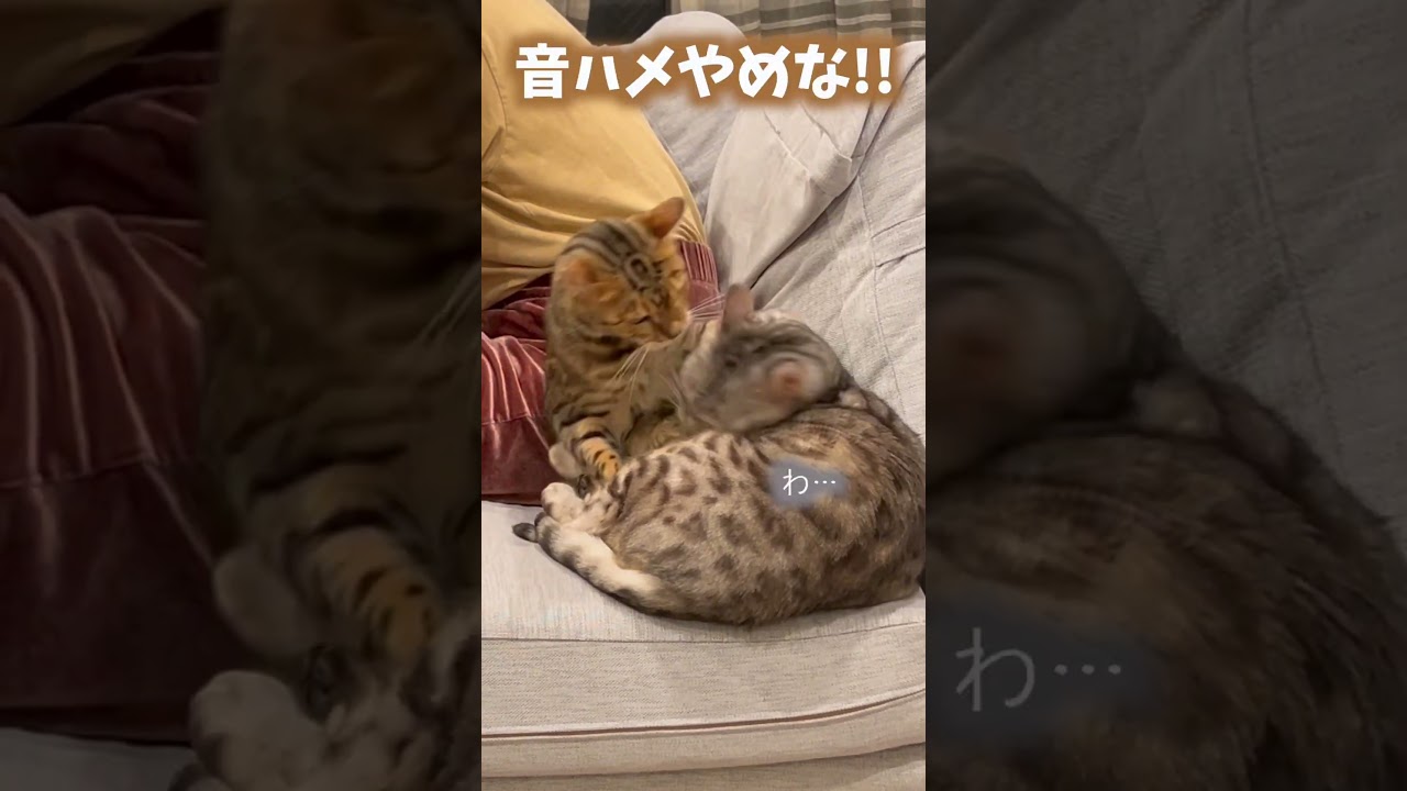 おまえら仲良いのか悪いのかどっちなんだい？？ #ベンガル  #ルトロゼ #猫