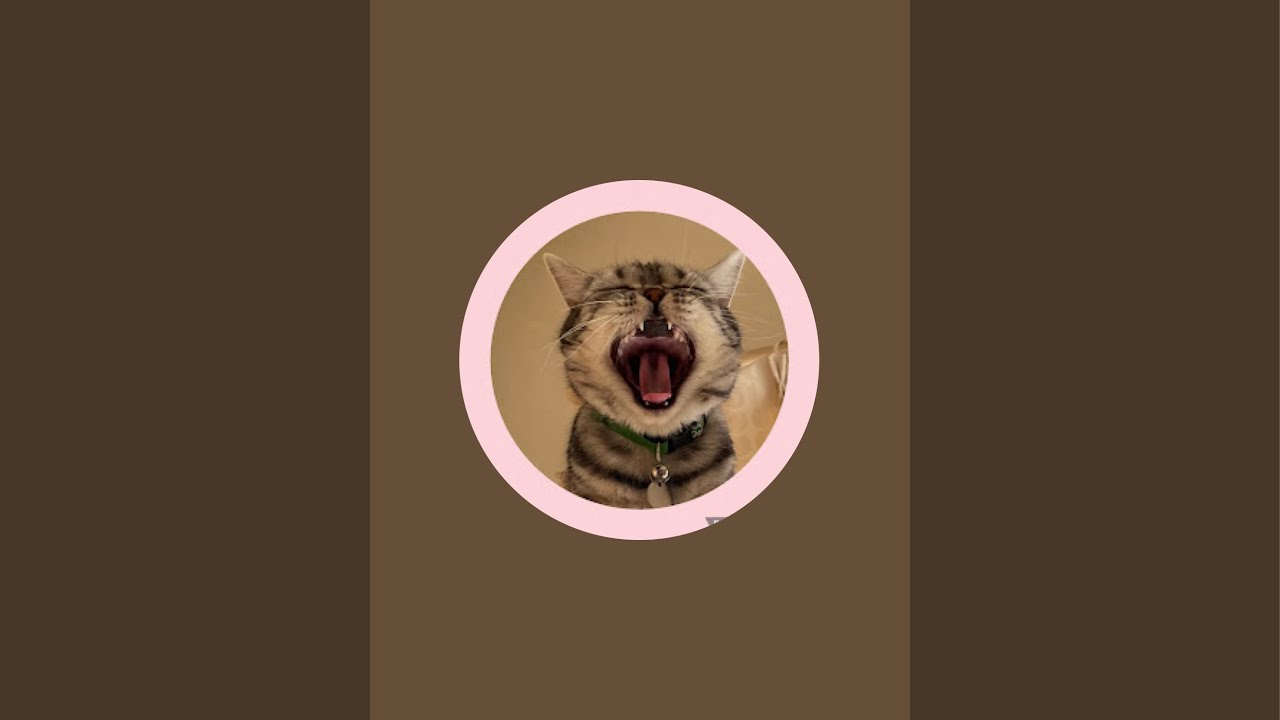 チャンネル宣伝ライブ‼️無言‼️固定‼️💦  #猫 #アメショ #アメリカンショートヘア #猫動画 #catchannel