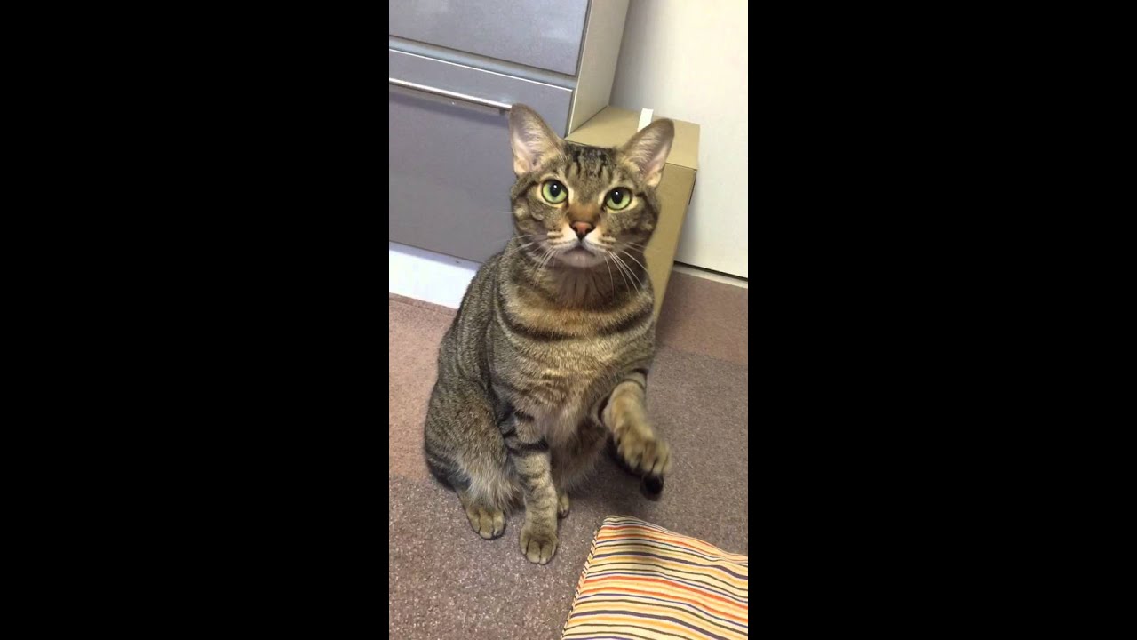 猫とタッチ＆お手