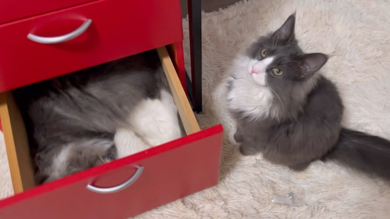 【驚愕】どこにいったか探していたら、まさかの場所で寝ていたwwwノルウェージャンフォレストキャットとターキッシュアンゴラの新しい寝床w