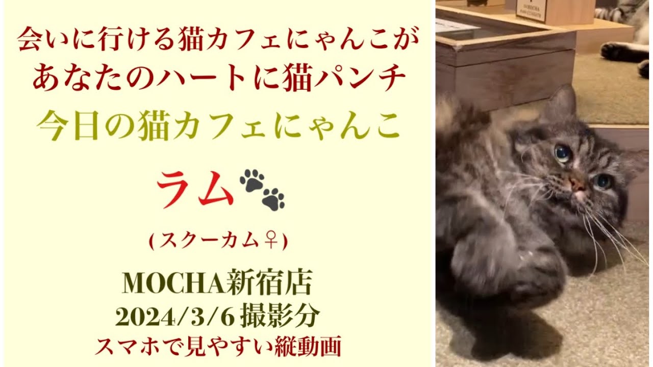 【完全版】　🐱ラム🐱　猫カフェMOCHA新宿店　(スクーカム♀)　2024/3/6  撮影分　#日替わり猫カフェにゃんこ