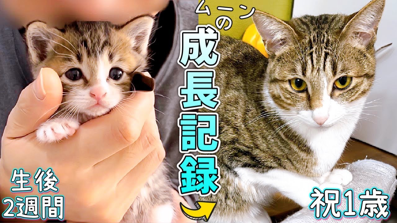 生後2週間でお迎えした時から超甘えん坊の子猫の1歳までの成長記録【保護猫】