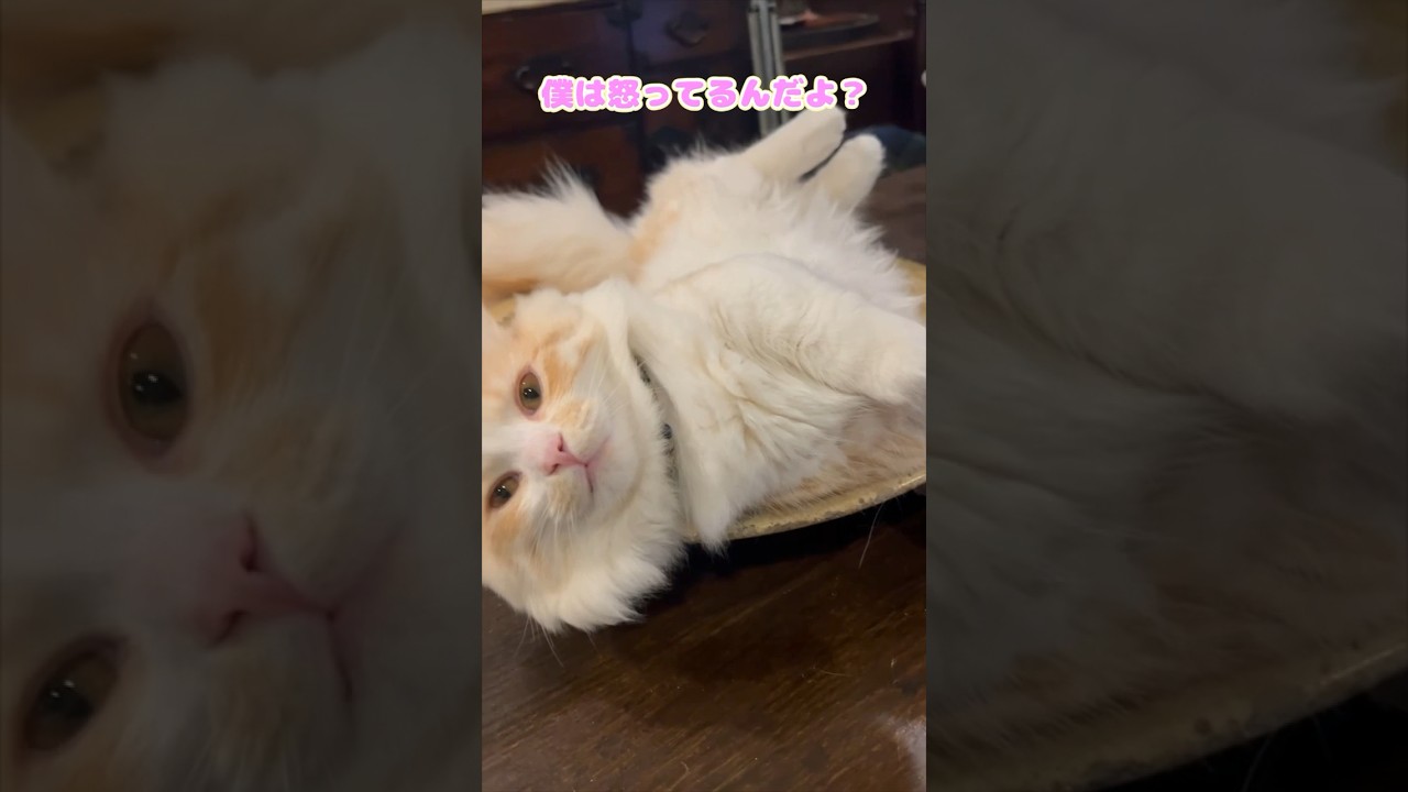 【キンカロー】激おこ毛玉第２章【マンチカール】