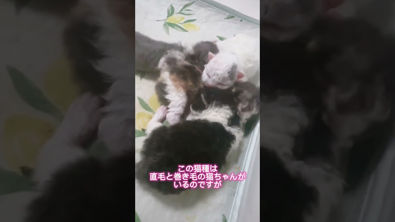 【子猫紹介】もこもこヘアのセルカークレックス／2024年3月20日生まれ