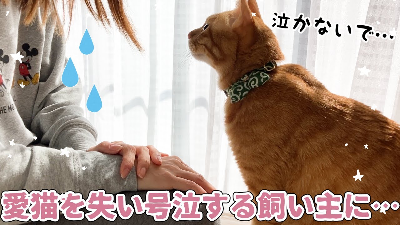 愛猫リオンを失い悲しみに暮れる飼い主に、先輩猫ルークが取った行動に感動・・・（涙）