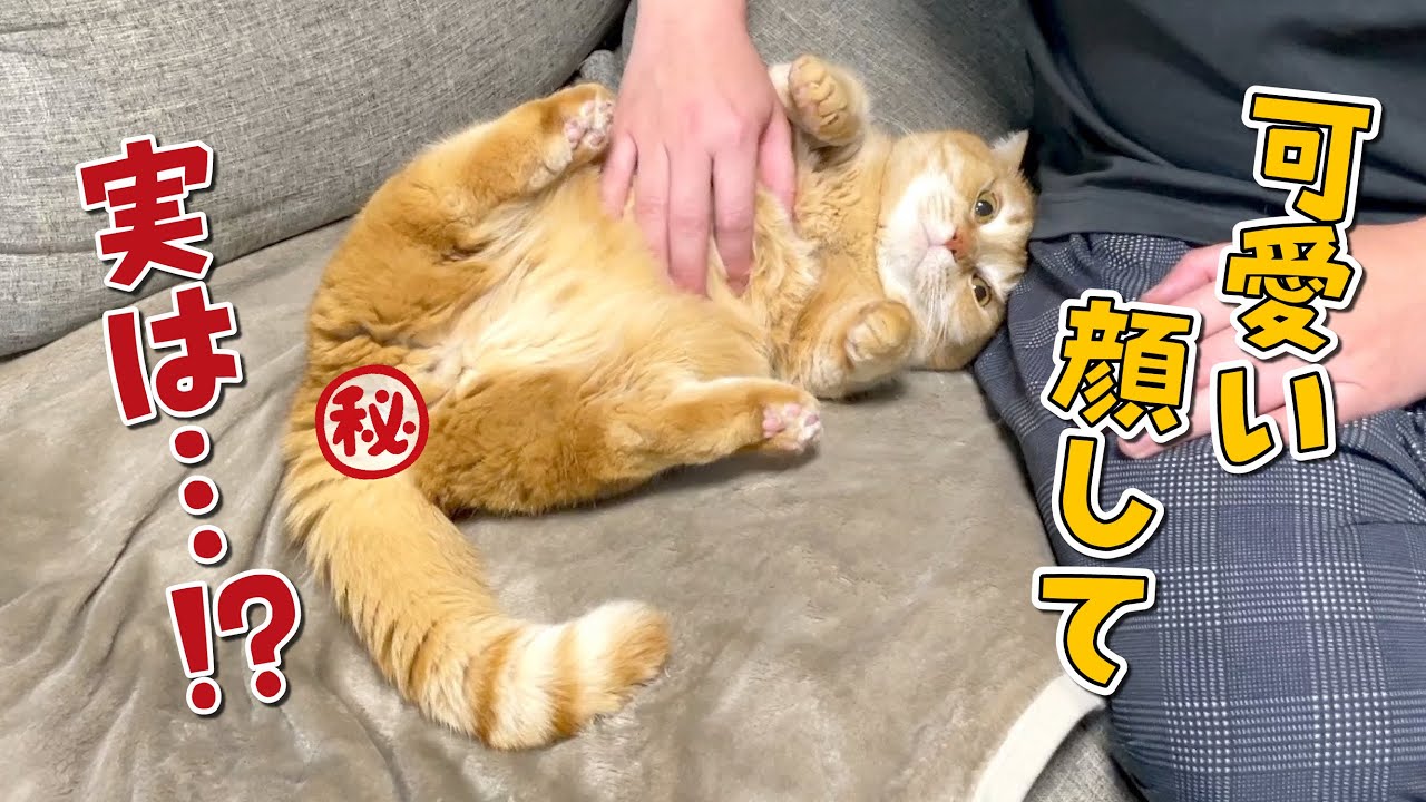 こんなに可愛いアイドル猫でも見えない部分がアレなんです…！？