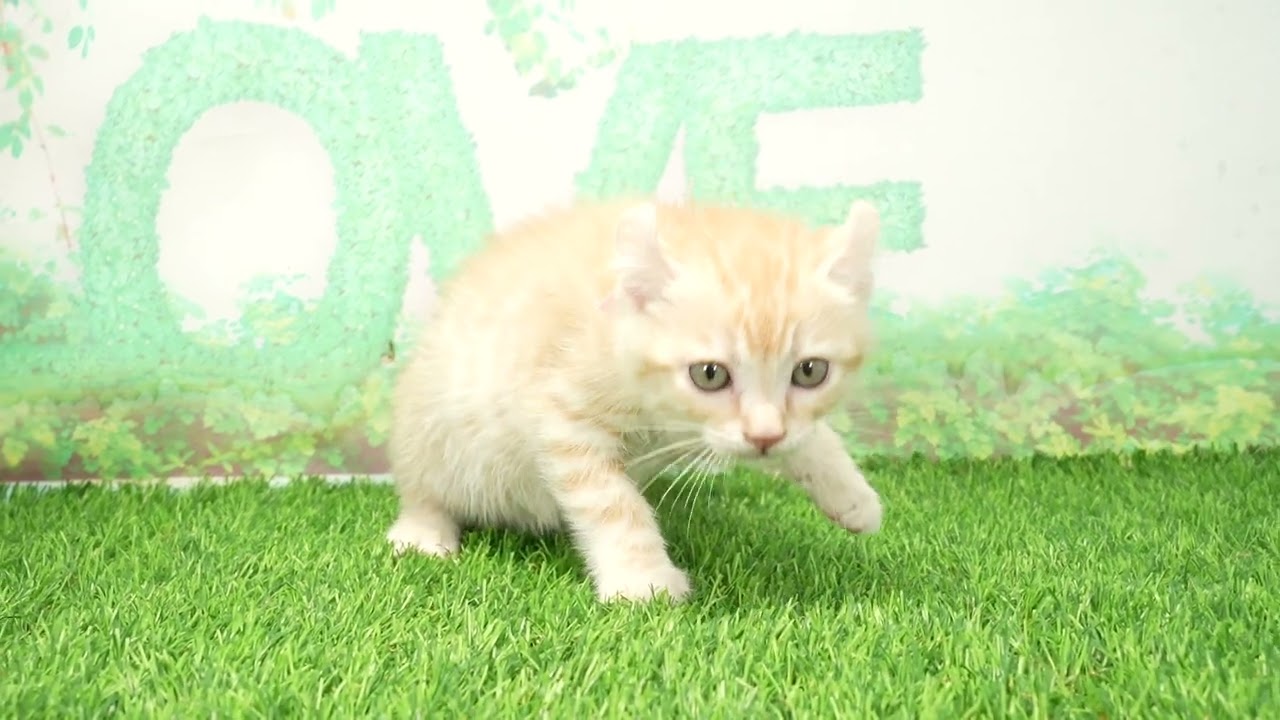 Coo&RIKU　No00669096 アメリカンカール