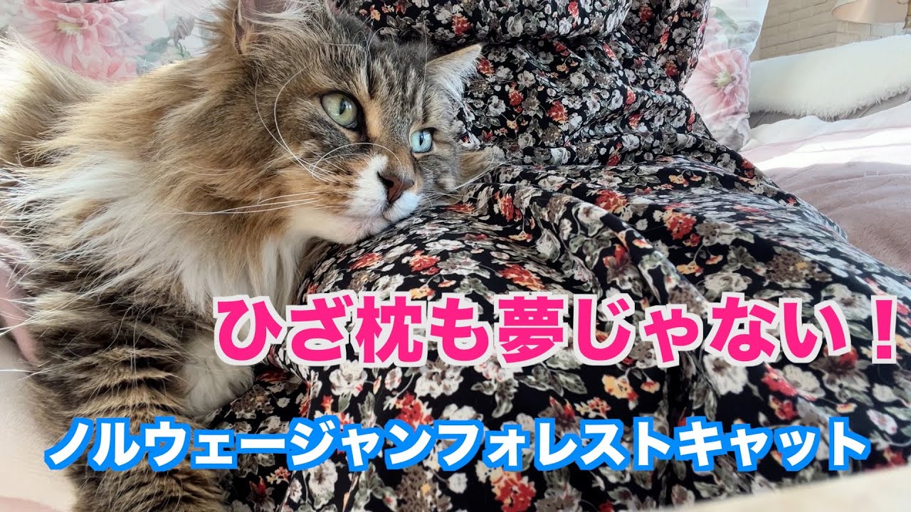 ひざ枕が好きな猫☆ノルウェージャンフォレストキャット
