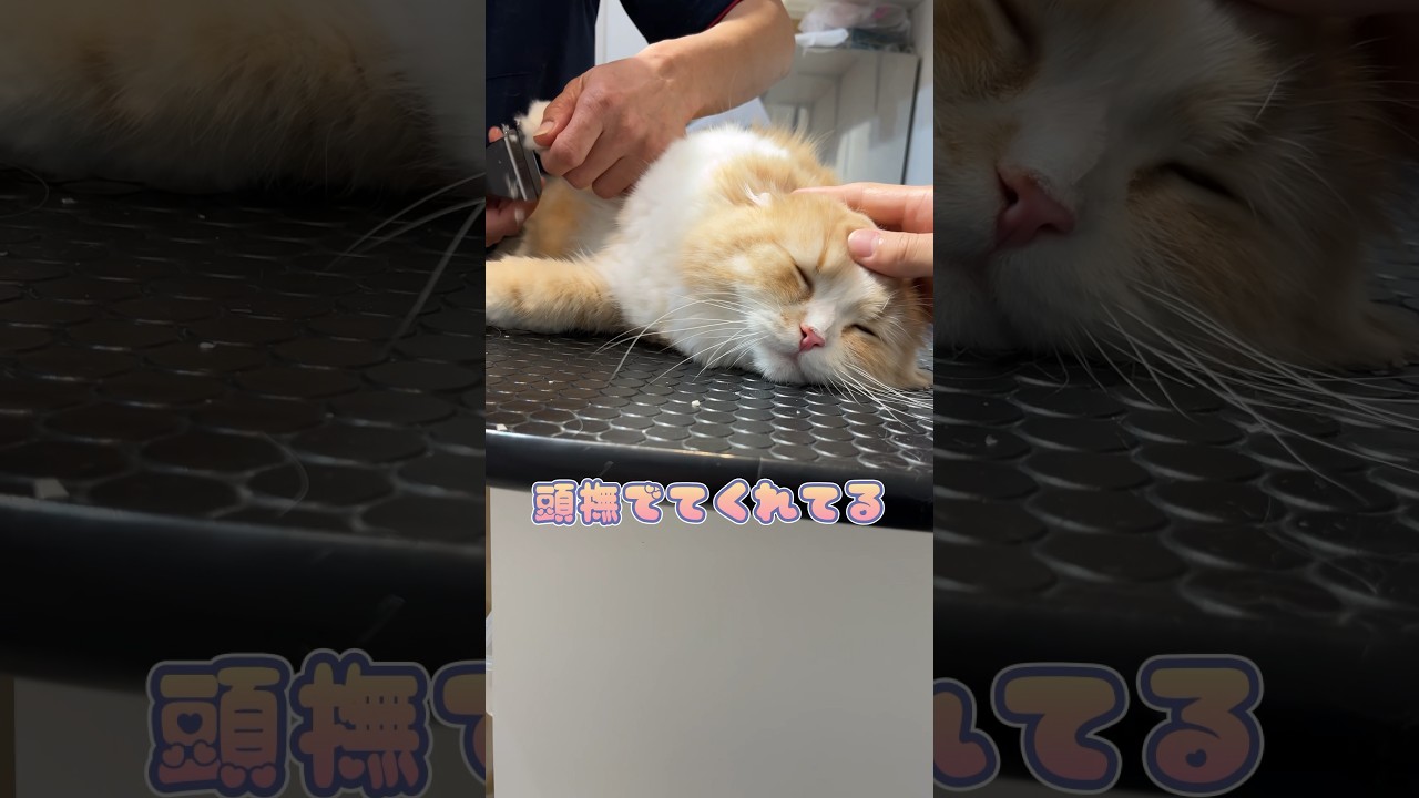 頭を撫でられ嫌なことを我慢するスコティッシュフォールド