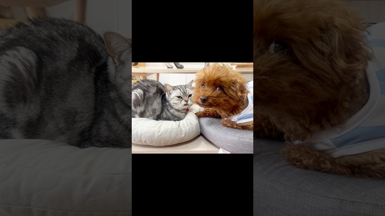 んーマンダム #猫 #アメリカンショートヘア #shorts