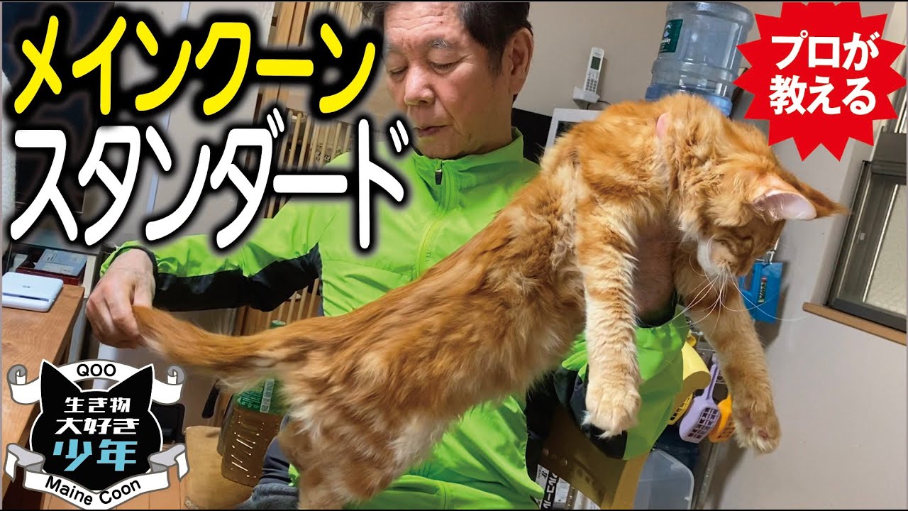 【メインクーン飼主必見】長毛種大型猫メインクーンのスタンダードとは？ショーキャットの基準、審査ポイント／メインクーンキャッテリー東京小野クーン