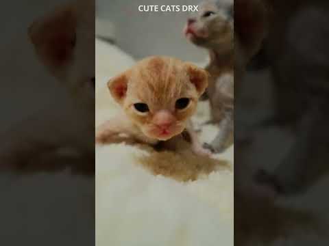 What do kittens look like when they're 2 weeks old? #shorts