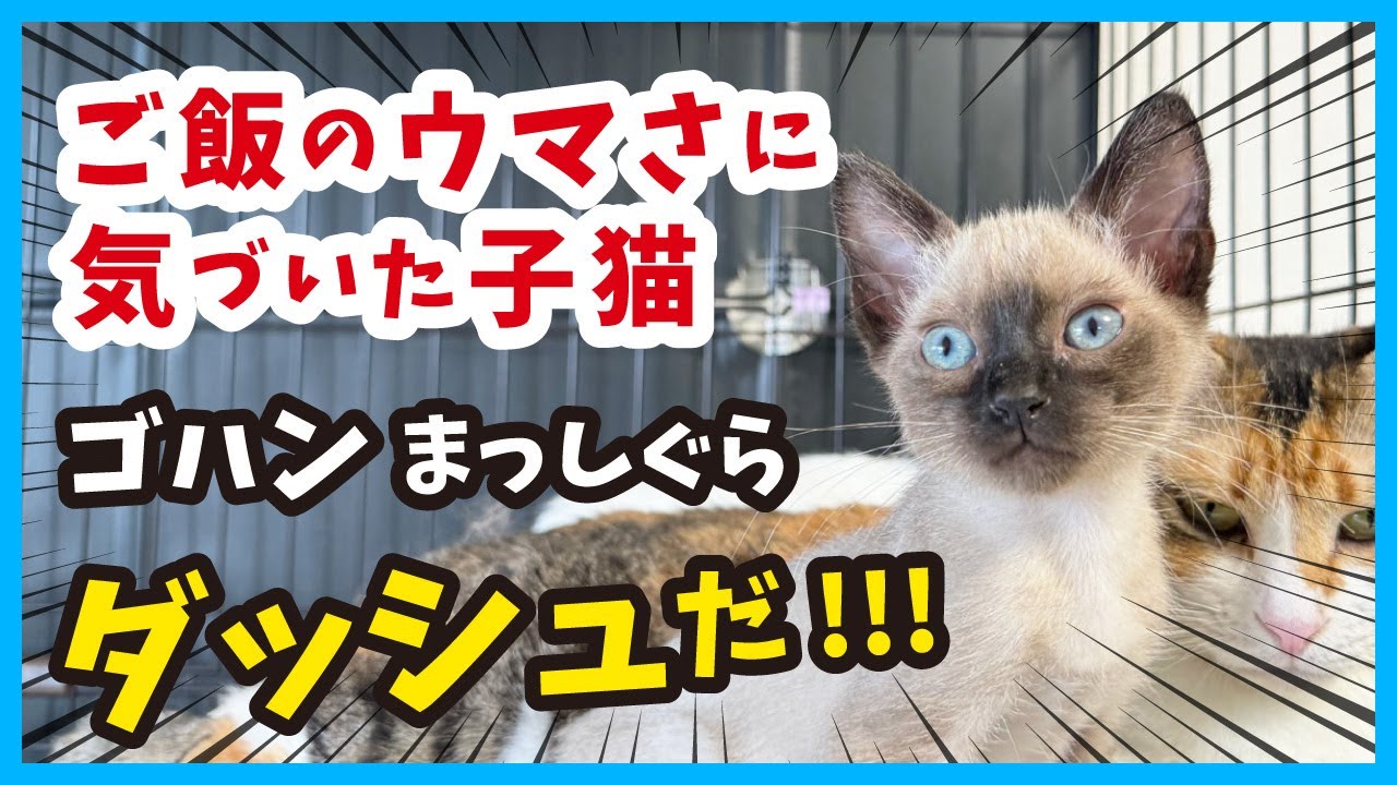 【子猫が爆走】必見！保護した子猫がゴハンに向かって超突進‥。必死で可愛い姿にキュンです。（冬60）