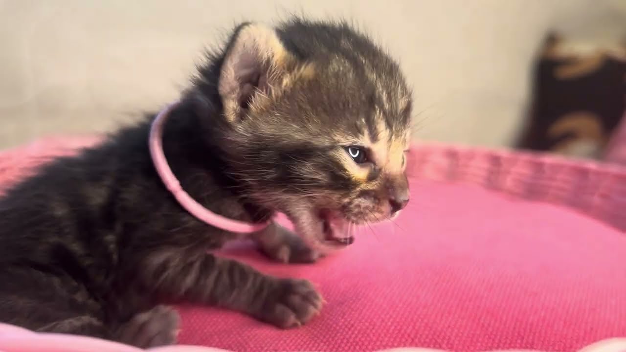 生後３週間のベンガルの子猫 Bengal Kitten UN-pink【AngelRoseBengals】2024/3/22生メス