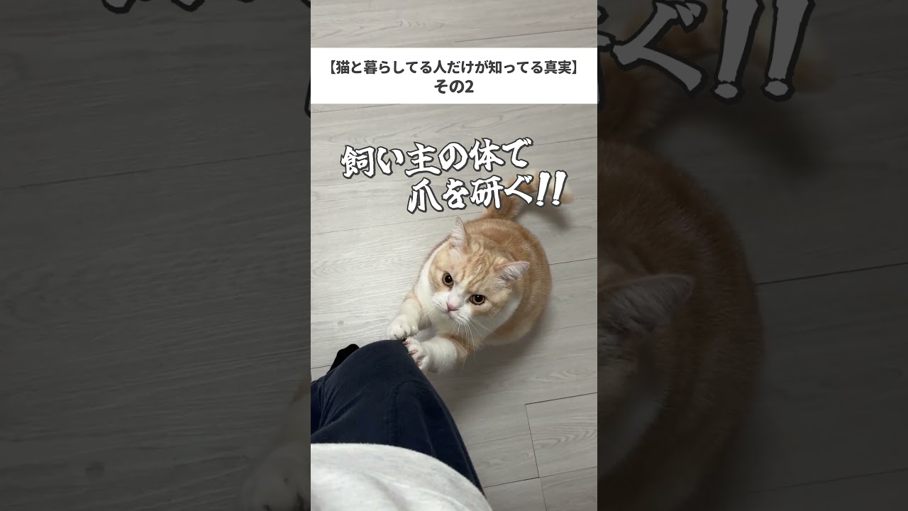 #猫 #ねこ #ブリティッシュショートヘア #スコティッシュフォールド #可愛い猫 #猫動画 #cat