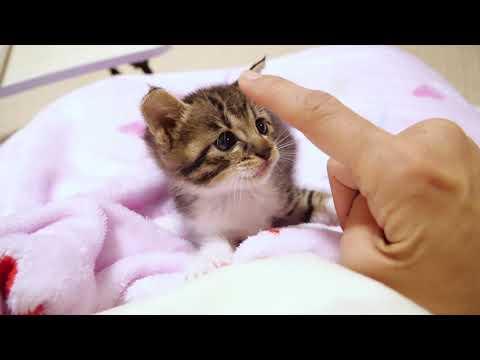 ママの膝をひとり占めしたい子猫達のかわいい戦い【赤ちゃん猫　保護猫】