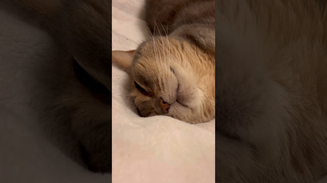 癒し系アビシニアン猫 #shorts #アビシニアン #cat