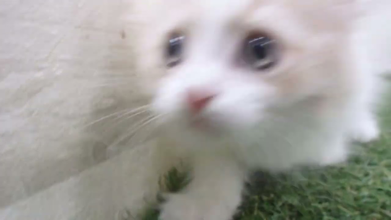 00671697 サイベリアン