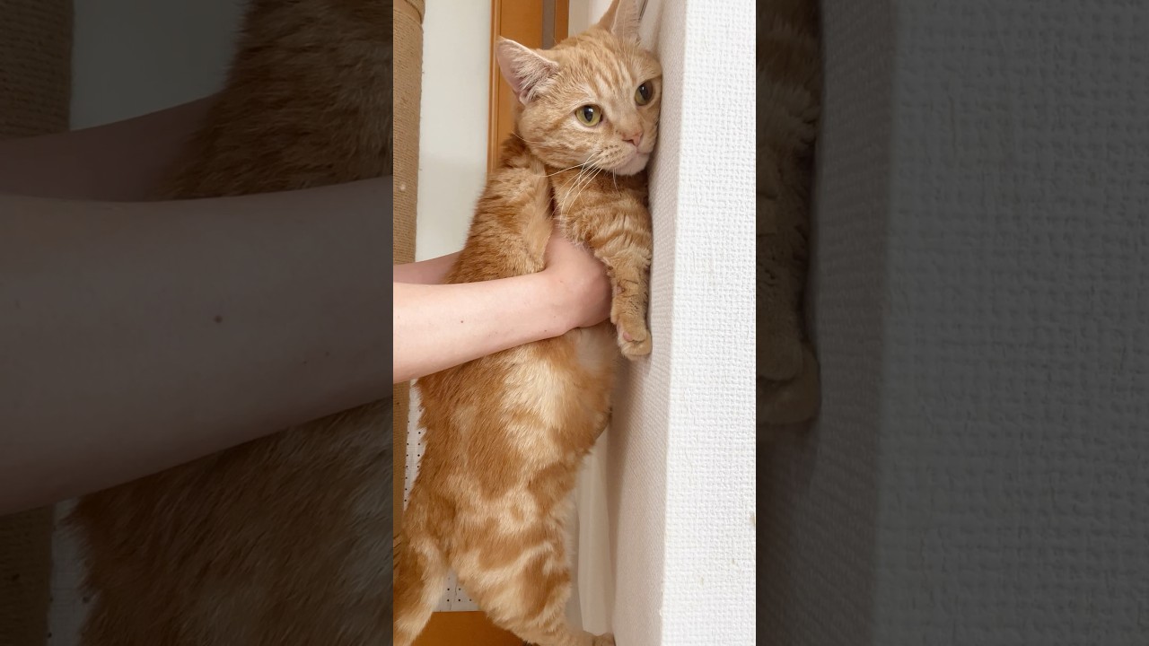 賢い猫は壁に手をつくらしいけど... #猫 #マンチカン #shorts