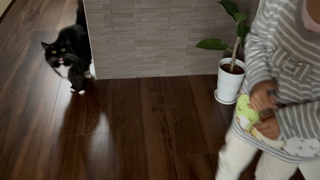 旅行中の飼い主の帰りを待ち侘びた猫　ラガマフィン　A cat waits for its owner to return from a trip