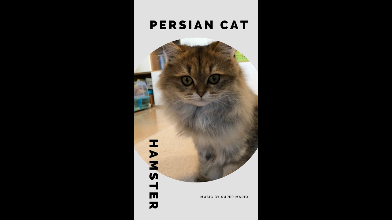 【ペルシャ猫 vs ハムスター】どっちが強い?