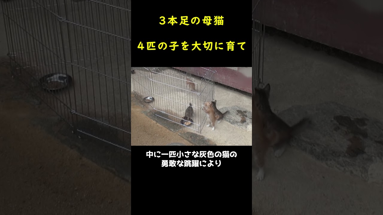 足が3本しか残っていない母猫と4匹の子猫！