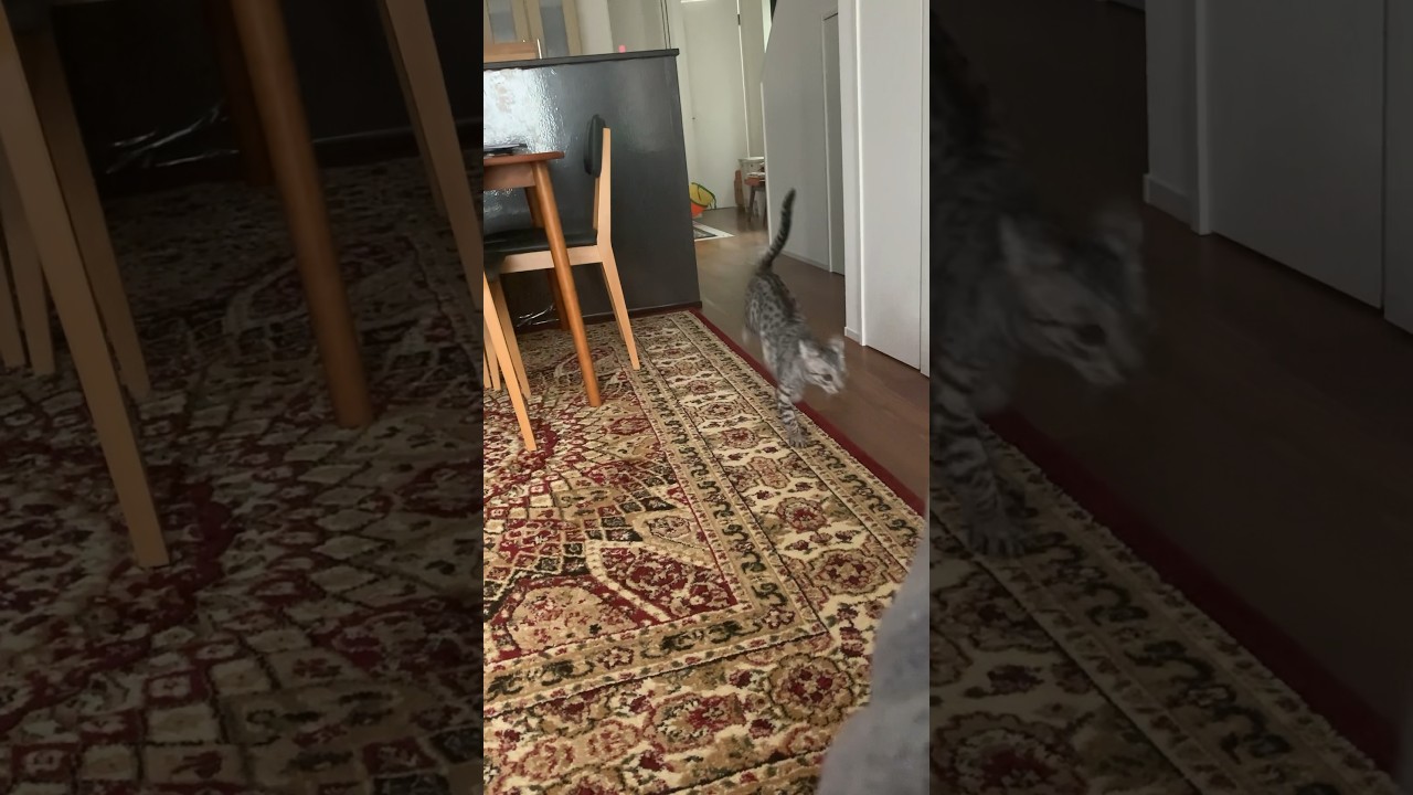 追いかけっこで遊ぶニャンズ😻😻#cat #ベンガル #ニャン #オシキャット#癒し動画 #kitten #追いかけっこ