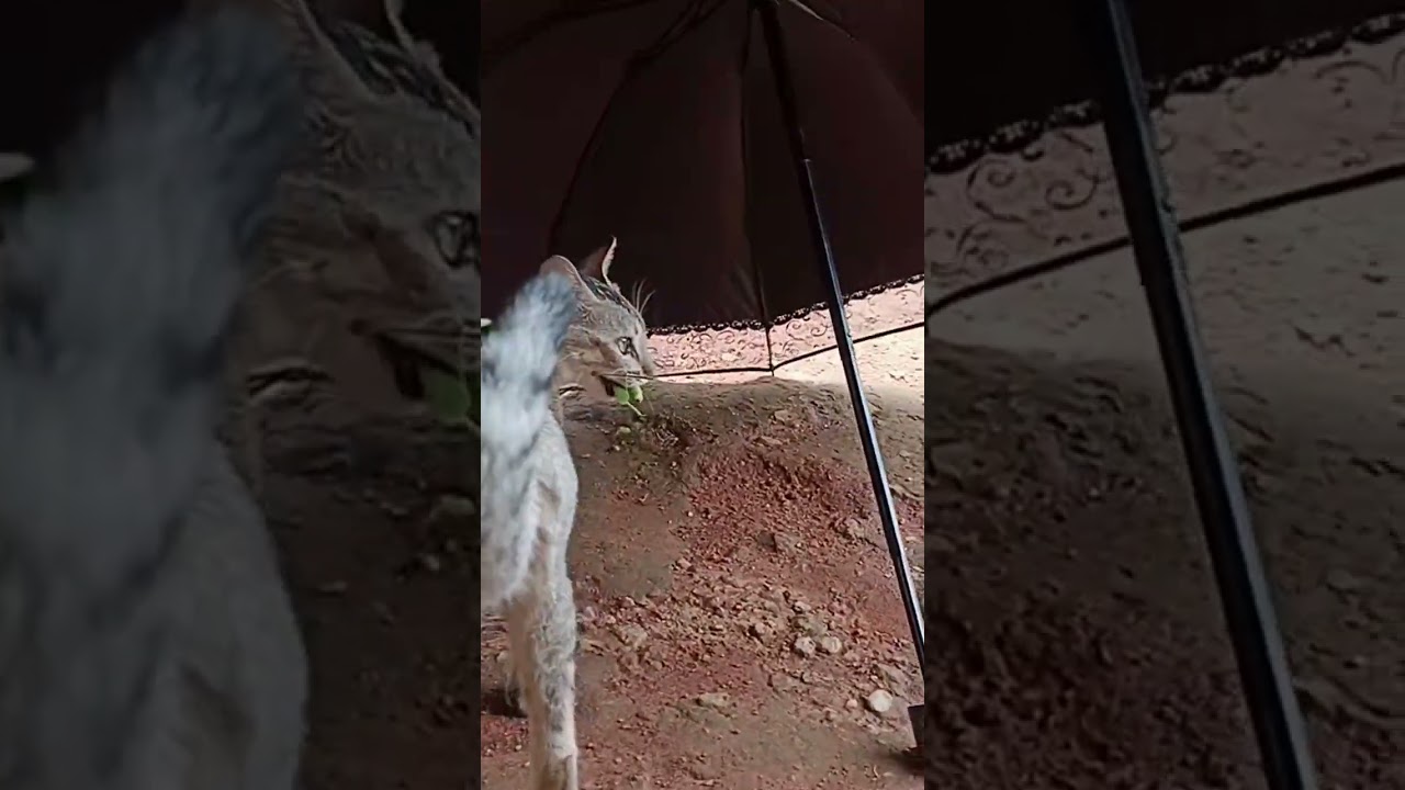 private with grasshopper