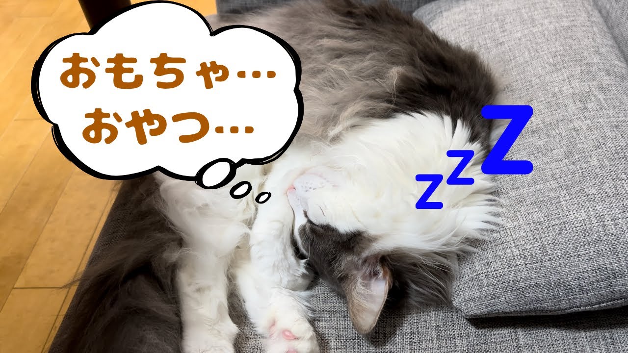 寝ながら体中ピクピクする猫【メインクーン】