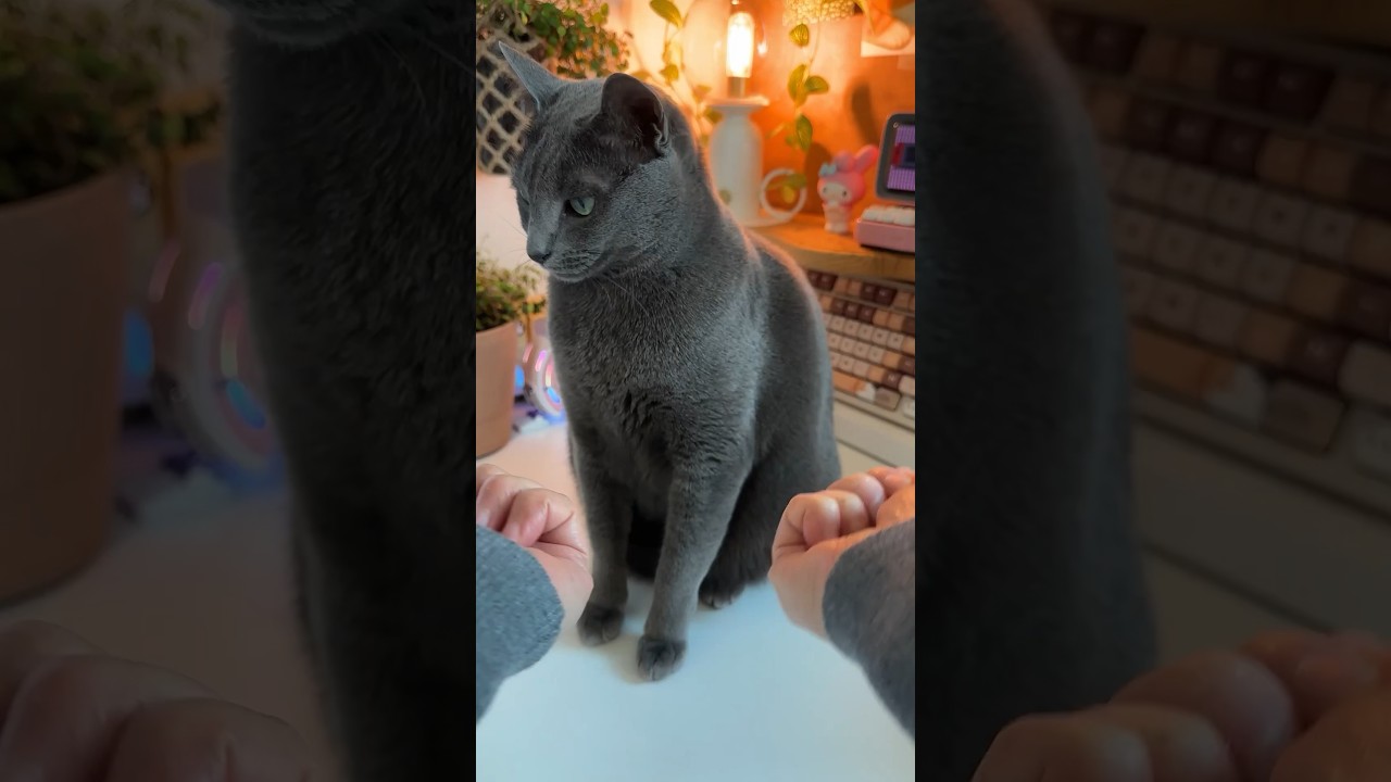 야바위를 잘 하는 고양이 #cat #동체시력